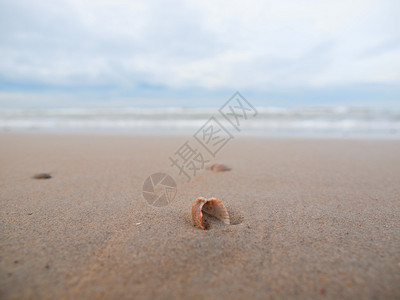 小贝壳埋在沙滩上的沙子里图片