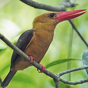 彩色雌棕翅翠鸟Pelargopsisamauroptera在泰国南部发现的树枝上张背景图片
