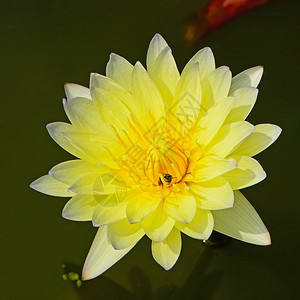 美丽的黄色睡莲在池塘里图片
