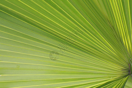 背景的棕榈树叶子图片