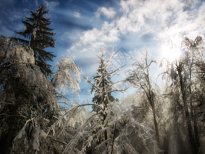 太阳光线穿过结冰的树枝图片
