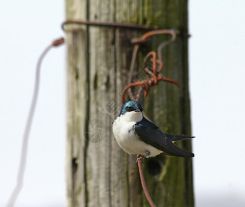 小鸟在木桩前面的铁丝栅栏上图片