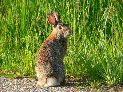 兔子在路边喂食看着摄图片