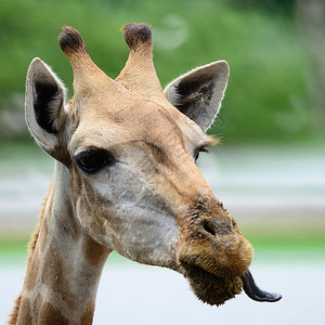 长颈鹿头的滑稽面孔图片