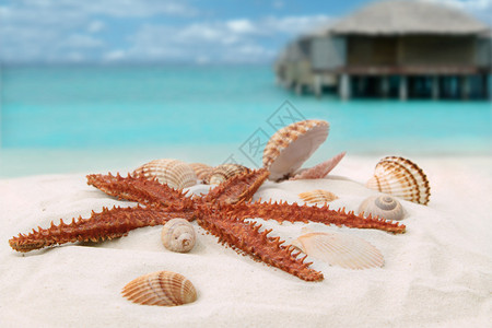 海岸线上的海星和五颜六色的贝壳图片
