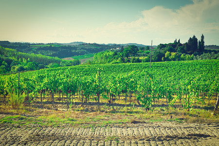 Toscan带醋厂的景观Instag图片
