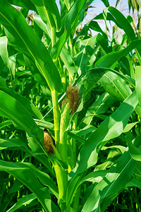 种植玉米图片