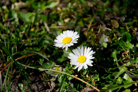 白色雏菊春天的花朵图片