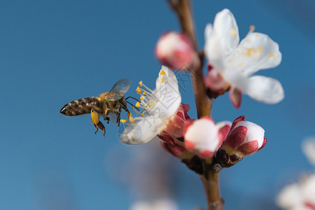 蜜蜂飞过白花图片