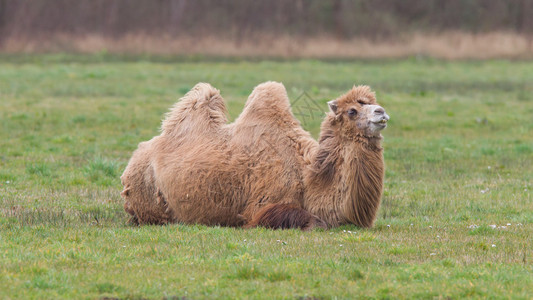双峰骆驼在绿草上休息图片