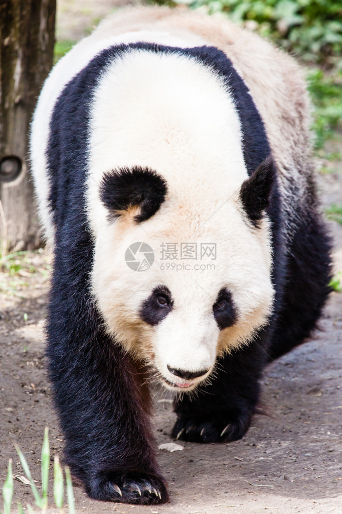 行走的大熊猫图片