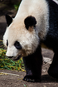 行走的大熊猫图片