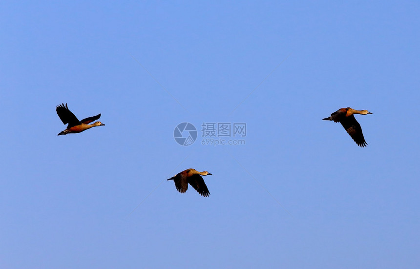在孟加拉国迁徙鸟图片