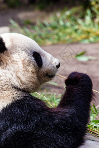 吉安熊猫图片