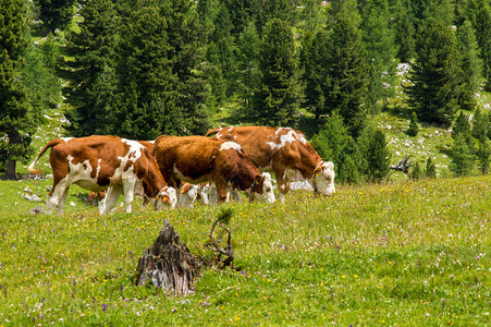 在高山牧场放牧的牛图片