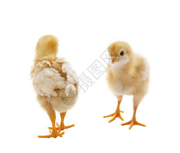 两只小黄鸡站在白色背景上用于动物主题和背景图片