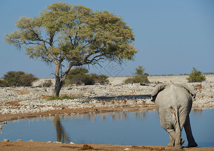 在纳米比亚Etosha公园的一个水洞中饮用时图片