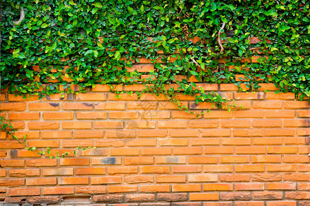砖墙上的绿色常春藤图片
