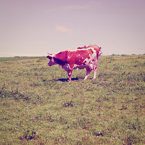 德国牧草牛放牧Insta图片