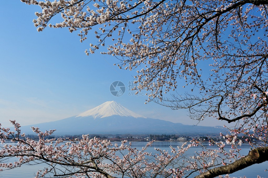 河口湖富士山和樱花的倒影图片