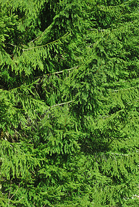 云杉枞树林自然本底图片