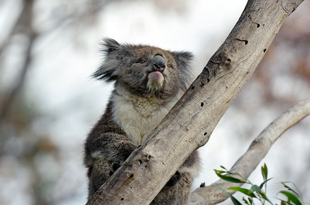 KoalaPhascolarctoscinereus坐在澳大利图片