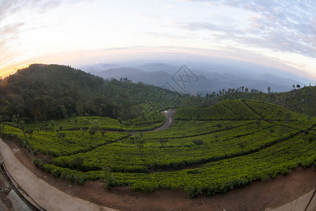 茶园风景日出图片