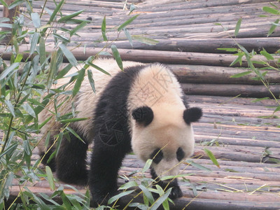 成都研究基地的大熊猫图片