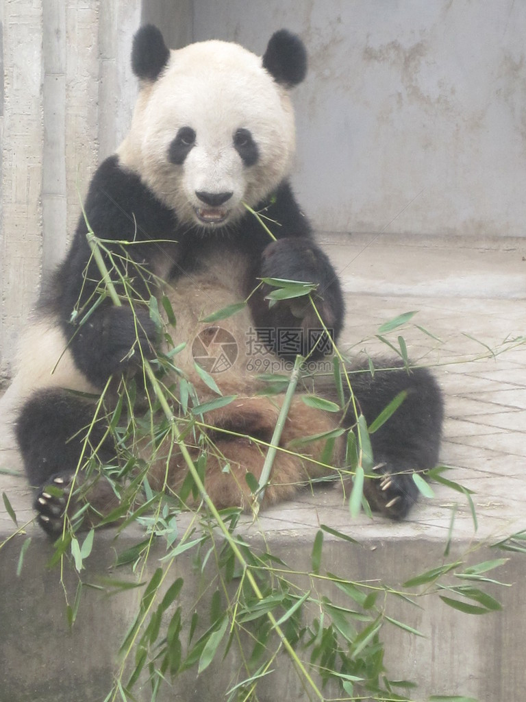 成都研究基地的大熊猫图片