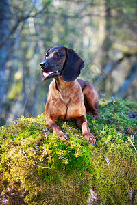 巴伐利亚山猎犬图片