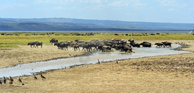 肯尼亚纳库鲁湖国图片