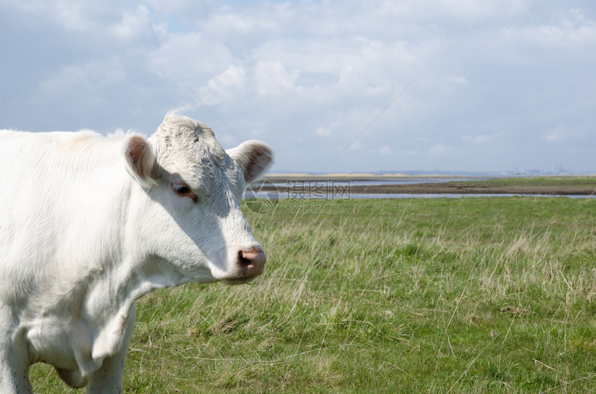 在沿海牧场的夏洛来牛的肖像图片