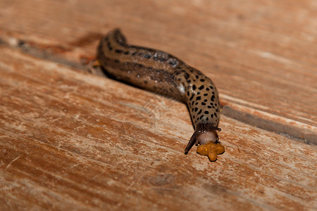 一只饥饿的豹子鼻涕虫吃着老木制门廊图片