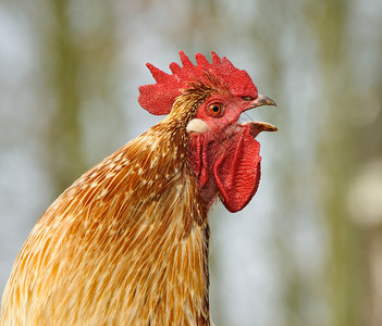 一只打鸣的公鸡荷兰的肖像图片