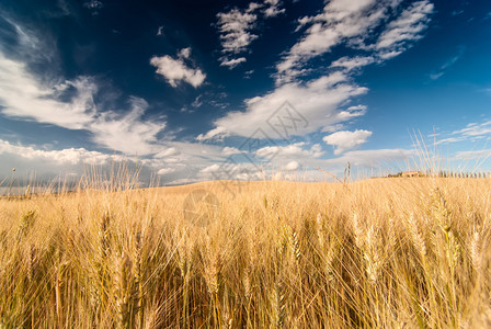 小麦草原图片