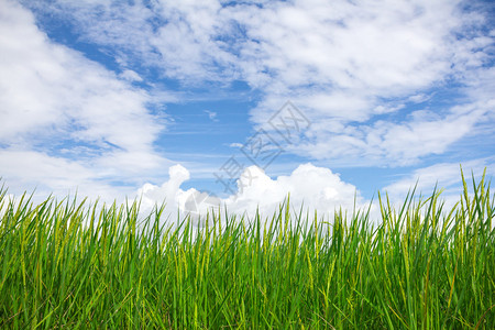 绿色背景与天空中的黄色稻田等待收获图片
