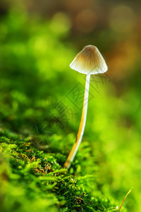 苔藓树桩上的毒菌图片