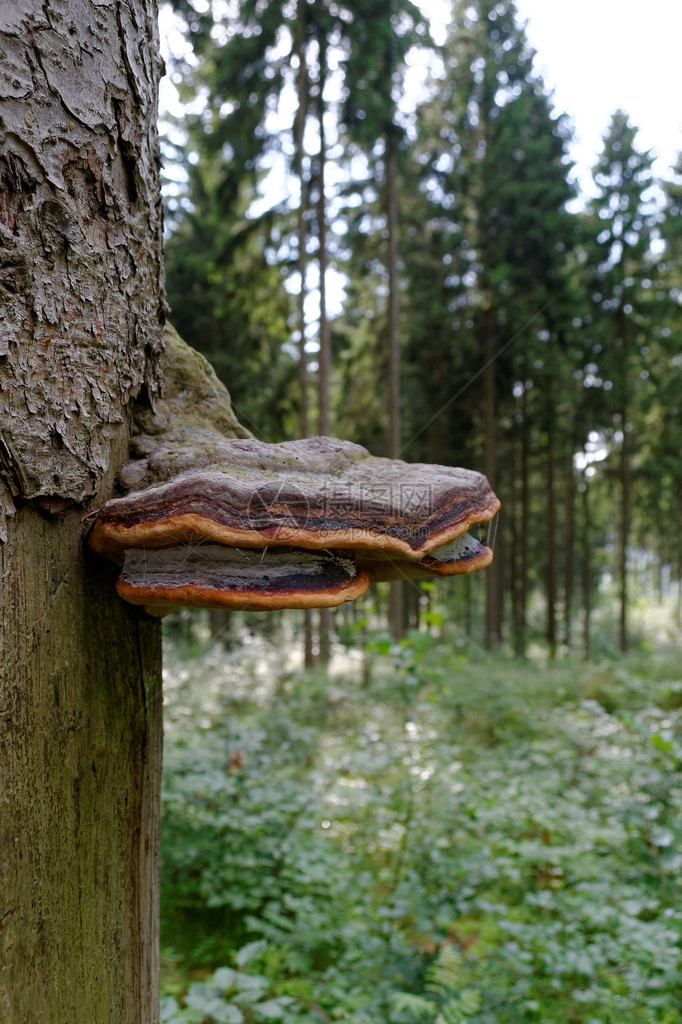 林区生长的树菌图片