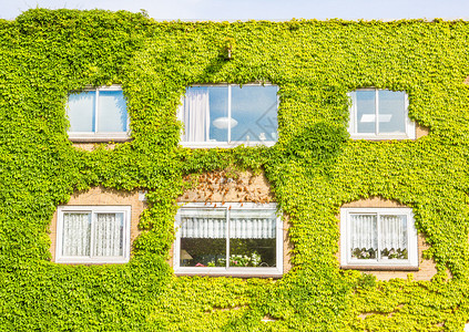 满墙植物的生态建筑背景图片