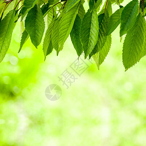 森林树木叶子自然绿色木材阳光背景图片