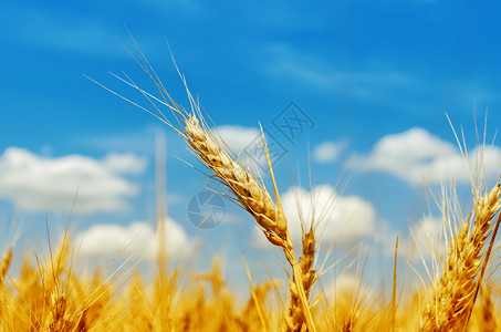 蓝天下田野上的大麦背景图片