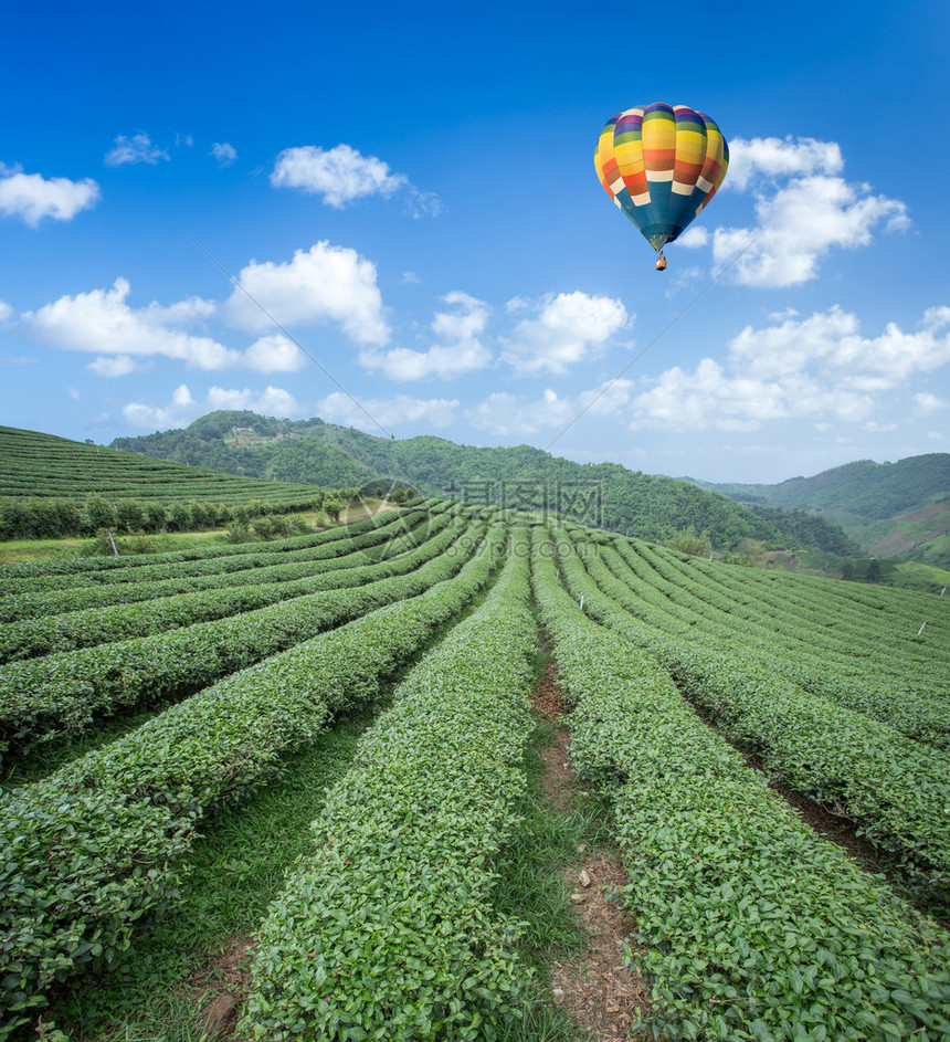 茶叶种植园上空的热气球图片