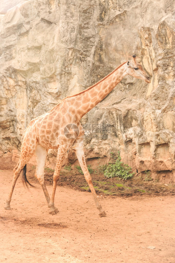 是长颈鹿科反刍动物中的一种哺乳动物图片