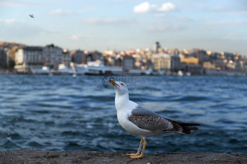 伊斯坦布尔海鸥金角风图片
