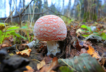 森林中的蘑菇有毒蘑菇拖鞋图片