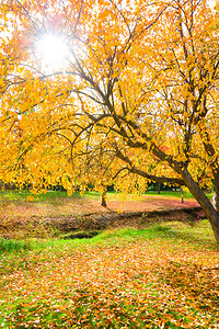 阳光透过树叶在秋天图片