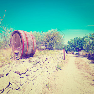 葡萄园的葡萄酒桶Insta图片