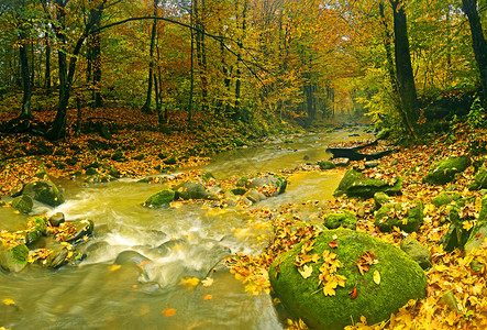 秋天风景山河在森林里图片
