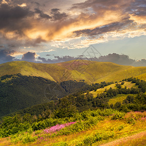 夕阳山顶高野草紫花图片