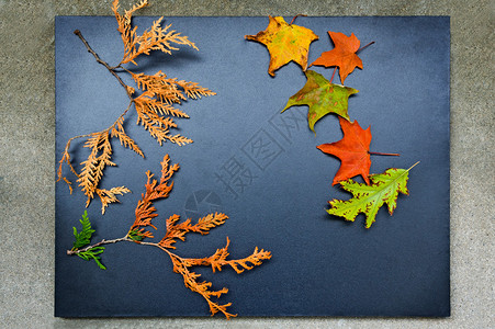 雪松侧柏树枝和一堆枫树和橡木秋叶树叶的特写静物图片